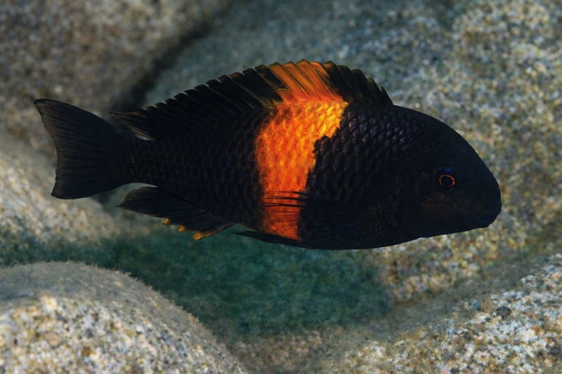 Tropheus sp. 'black' Bemba